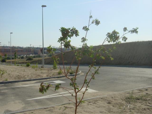 Su nuevo amigo, el aprendiz de arbol